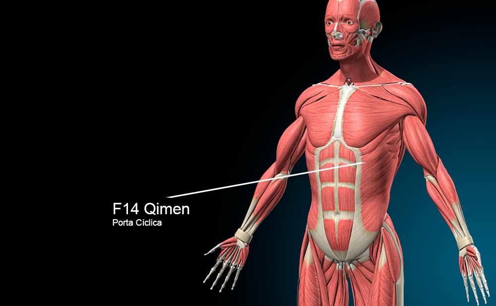 Imagem do ponto F14 Qimen no meridiano do Fígado.