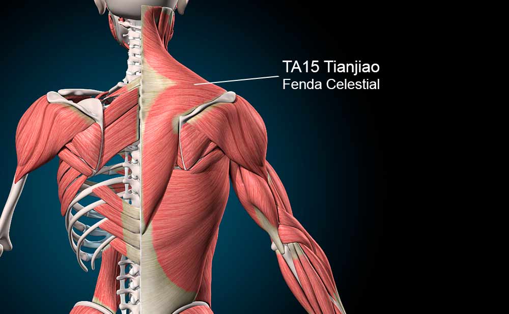 Ponto TA15 Tianliao na região do trapézio